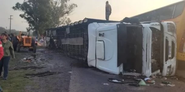 Ruta 11: un camión volcó y carnearon a las vacas que trasladaba