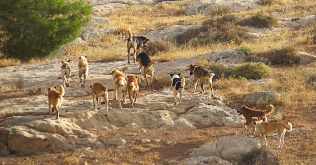 Informe especial de Radio Rivadavia sobre la problemática de los perros salvajes en la Argentina