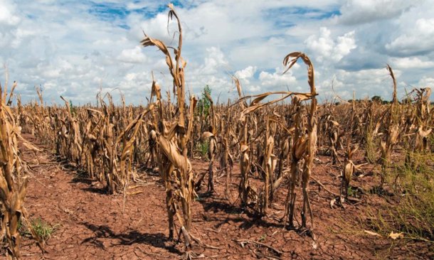 El drama de los productores por la sequía: "Se perdió al menos el 50% de la cosecha a nivel país"