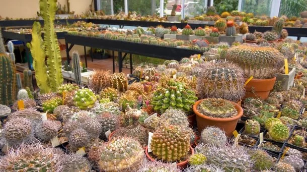 Cesar Cabero, ingeniero agrónomo que conserva cactus hace 30 años: "Tengo cerca de 10.000 cactus y más de 1000 especies, todo en la terraza de mi casa"