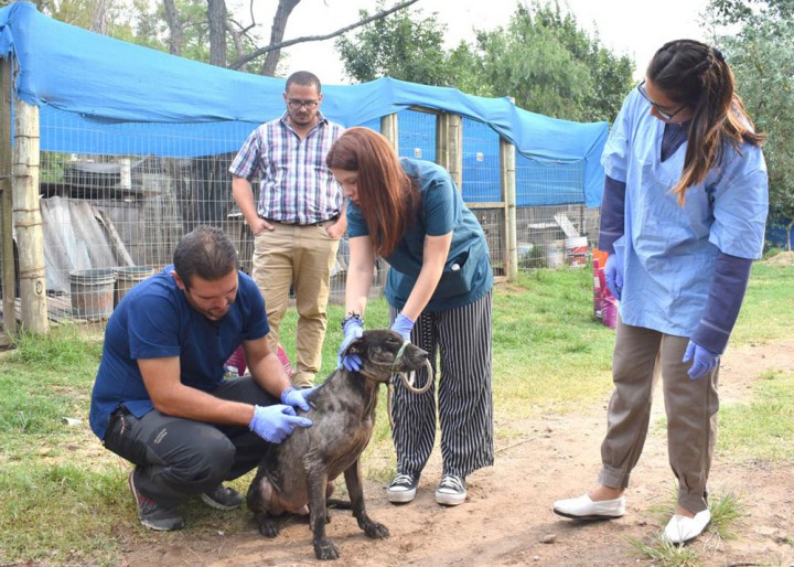 Le armaron un curriculum a un perro para que lo adopten