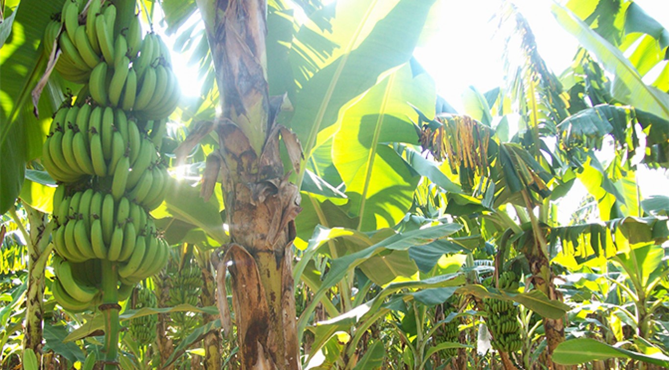 Eliodoro Lezcano, productor de banana de Formosa: "Nos mandan al tacho a nosotros para que los importadores impongan su producto"