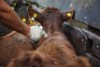 La importancia de las campañas de vacunación de ganado y la implicancia del Estado